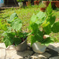 Raspberry Plant