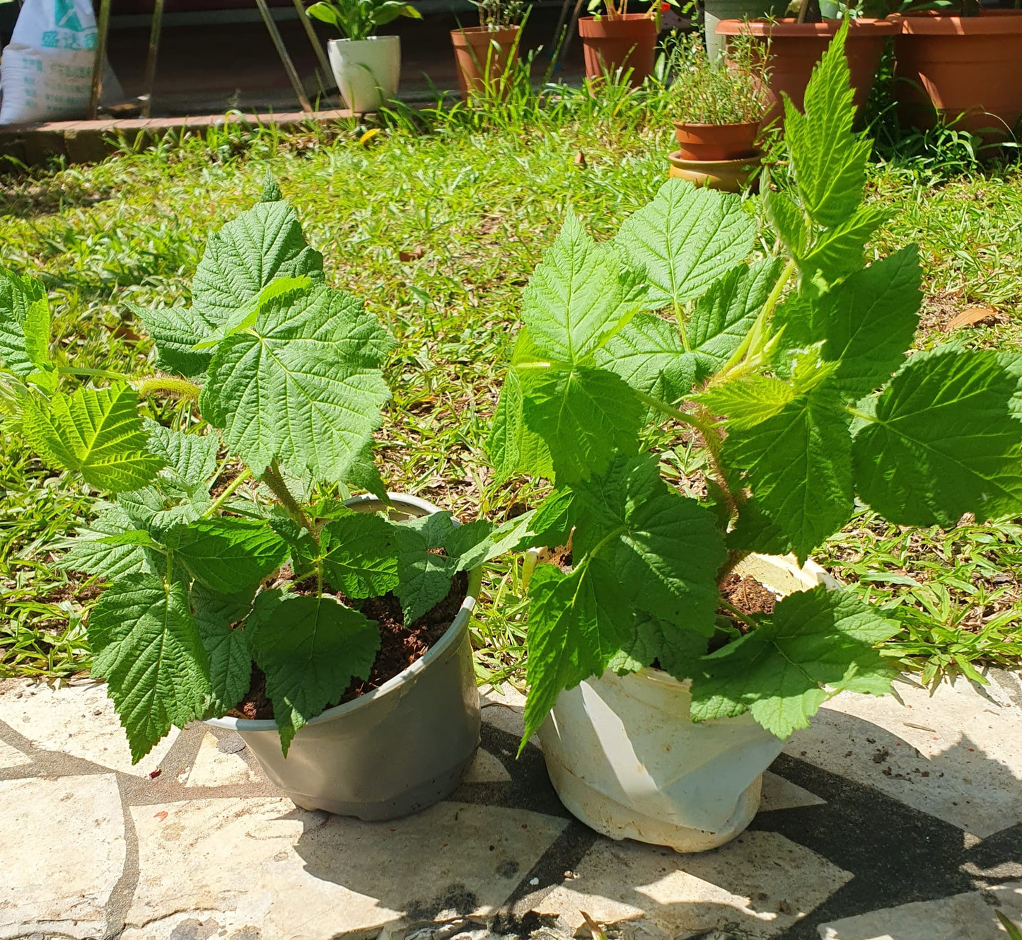 Raspberry Plant