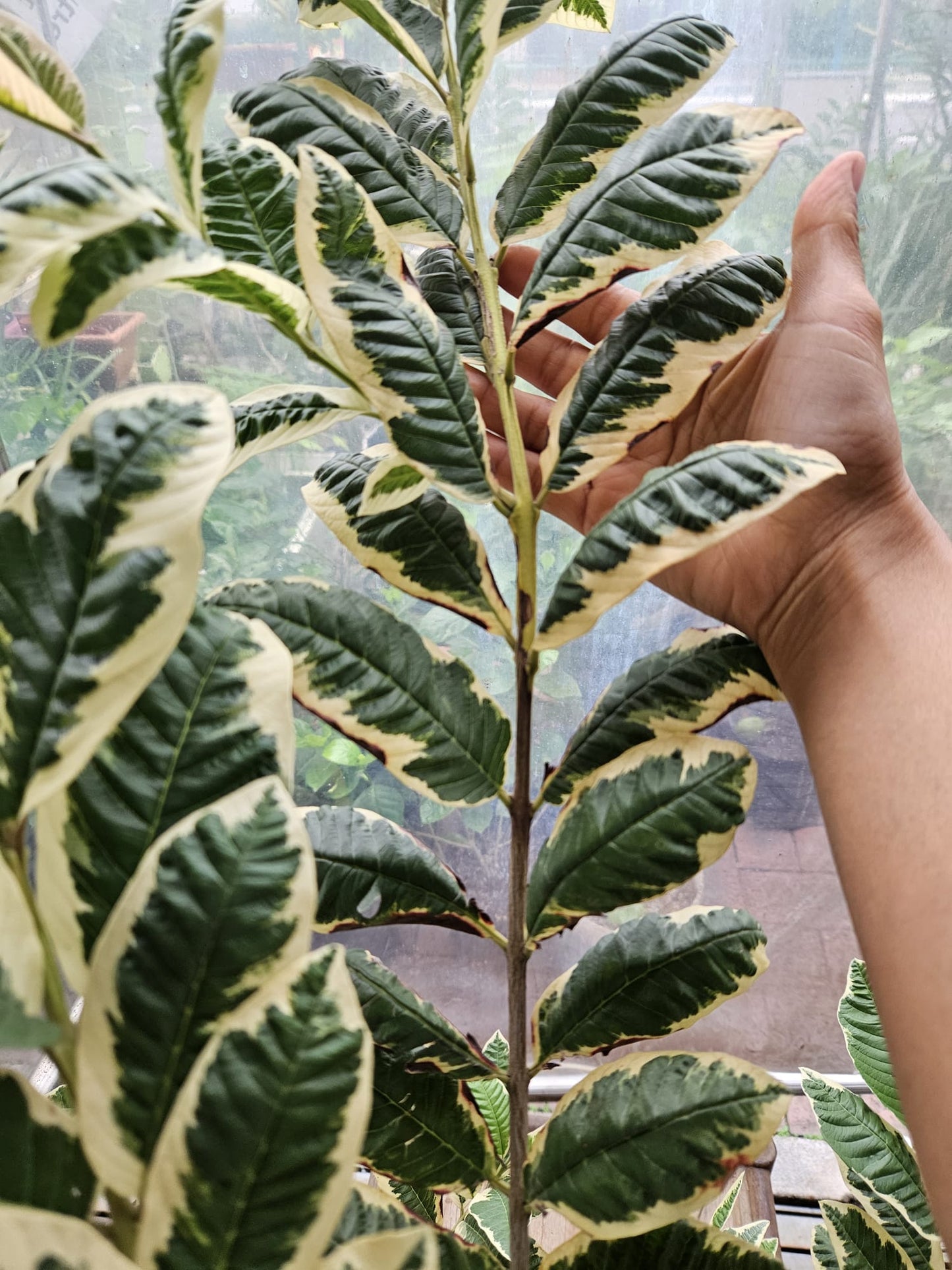 Variegated Pink Guava