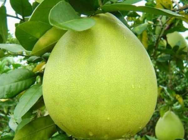 Vietnam White Pomelo Bưởi Năm Roi