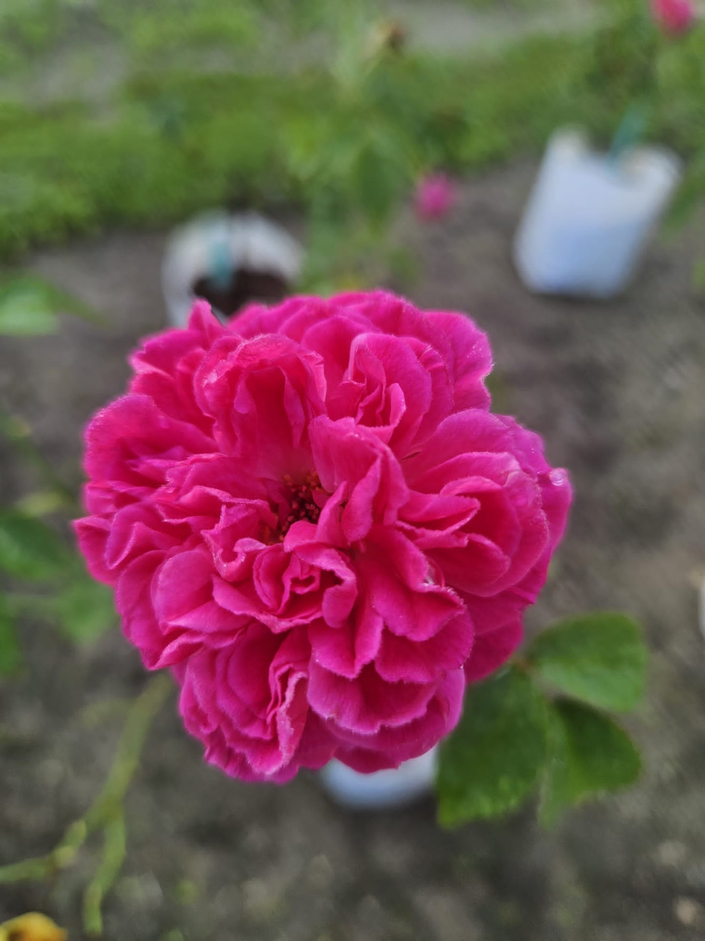 Kampong Rose