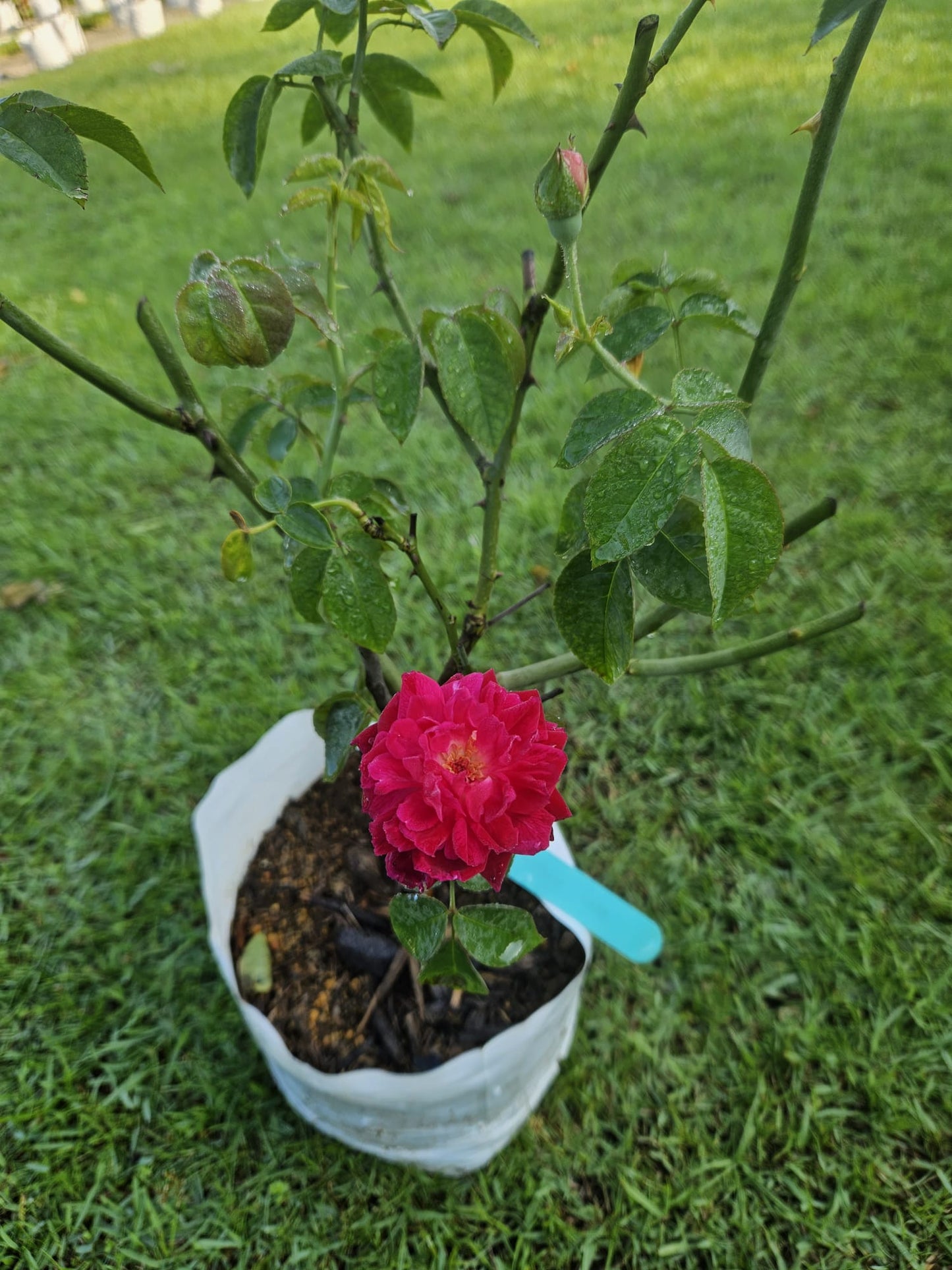 Kampong Rose