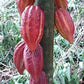 Cacao Grafted Plant