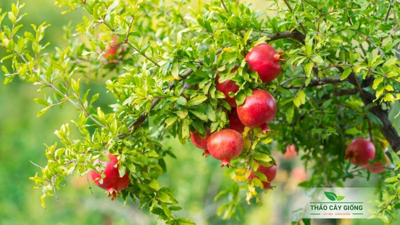 Indian Big Pomegranate