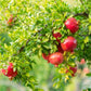 Indian Big Pomegranate