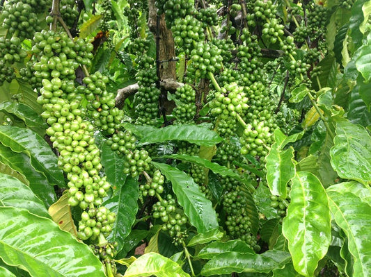 Black Pepper Plant