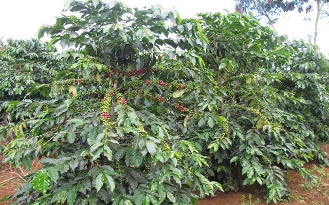 Coffee Plant Grafted