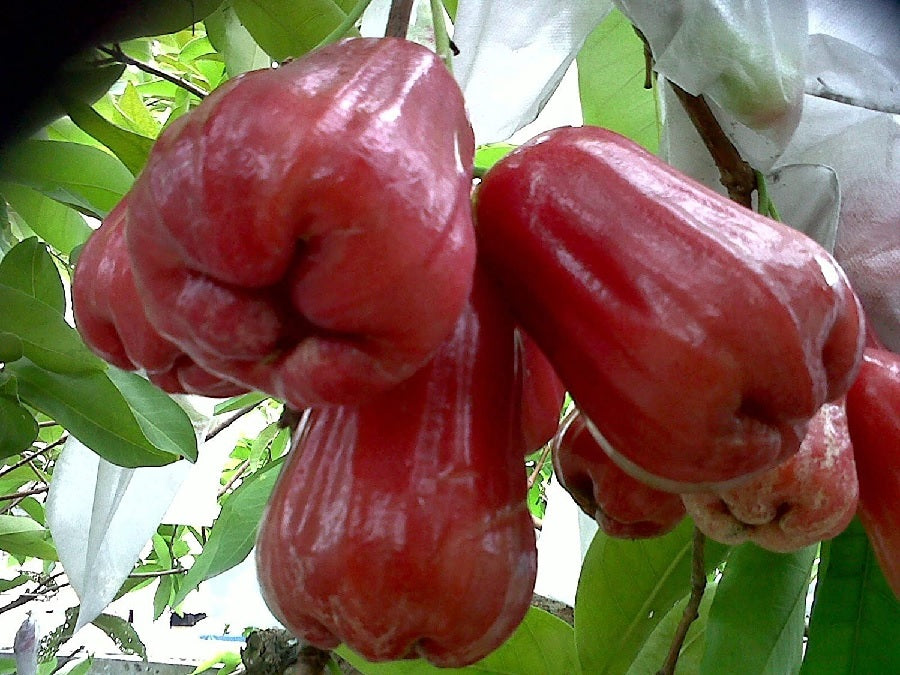 Red Jambu