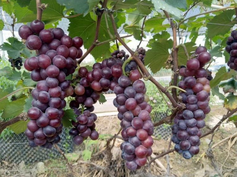 Seedless Black Grape Grafted Plant