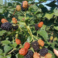 Blackberry Raspberry plants