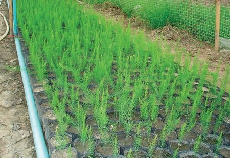 Asparagus Seedlings