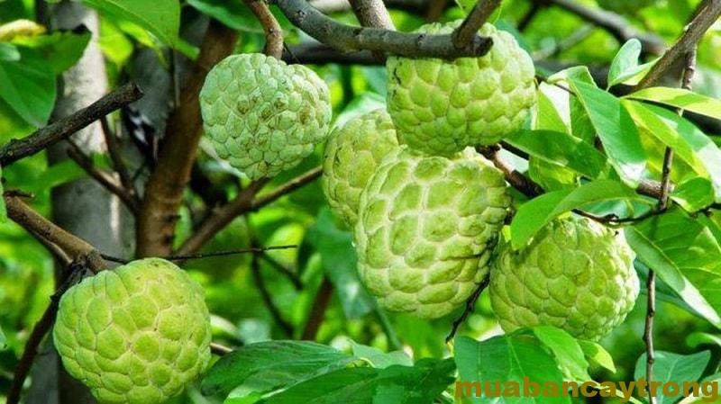 Custard Apple