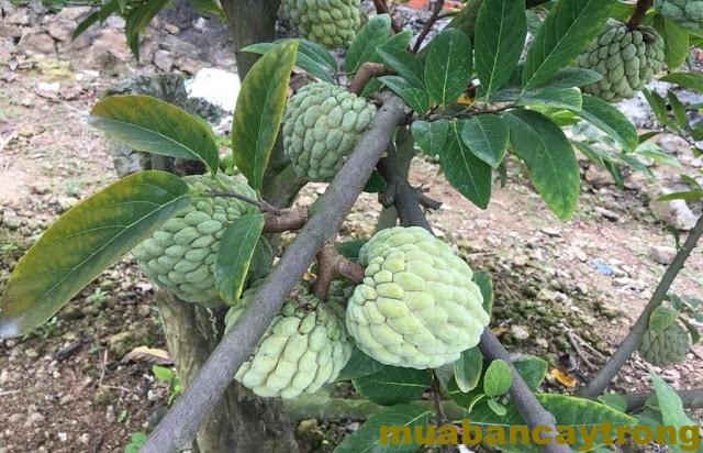 Custard Apple