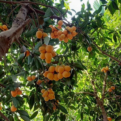 Plum Mango Grafted Fruit Tree