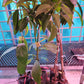 VN Long Creamy Avocado Plant