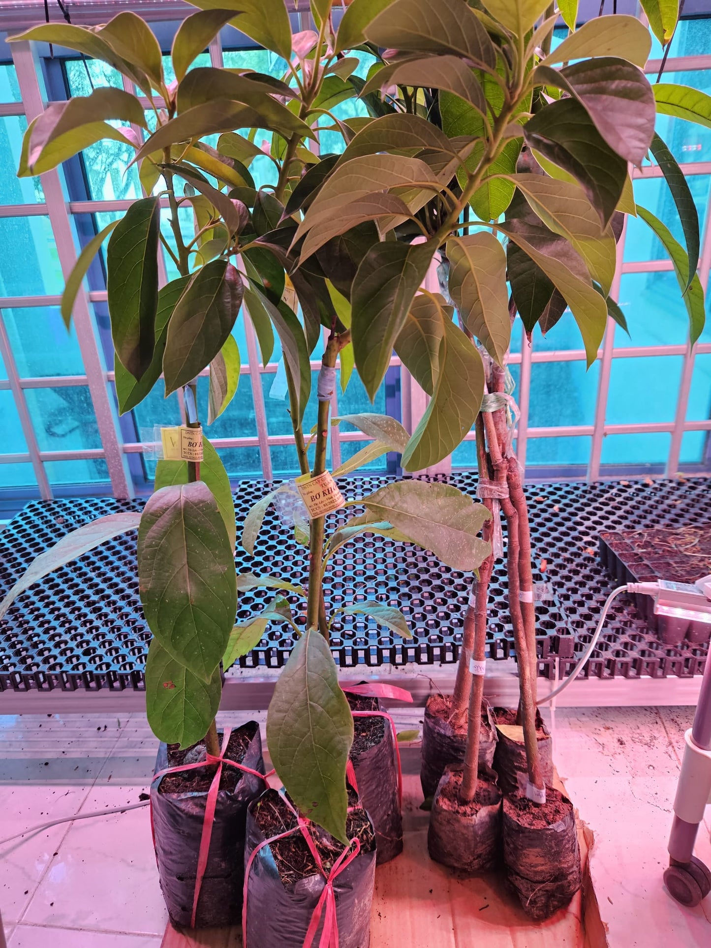 VN Long Creamy Avocado Plant