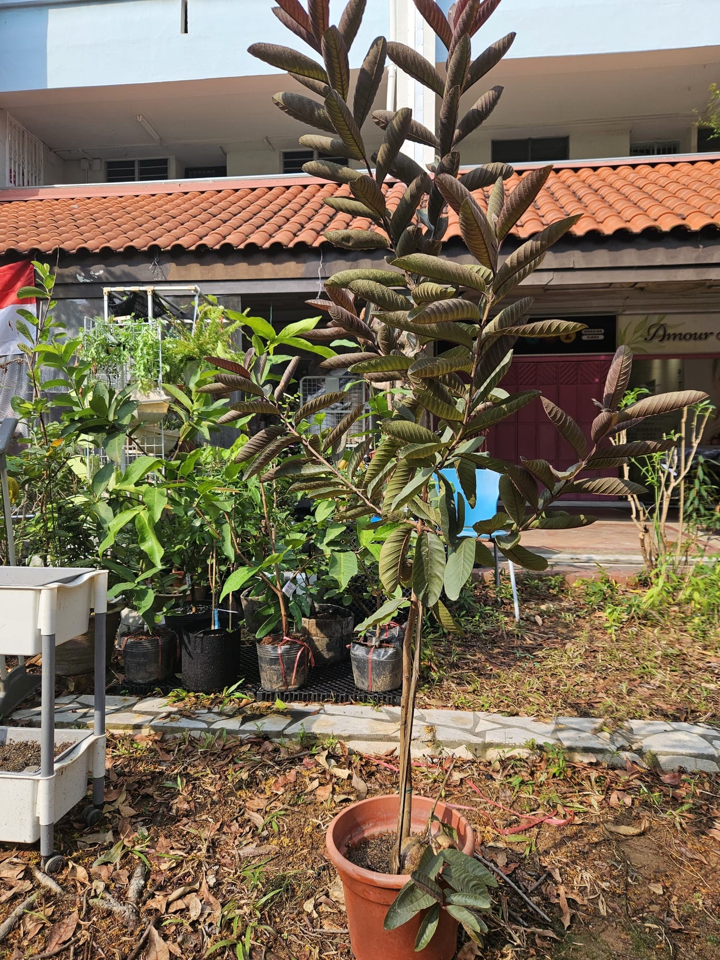 Purple Guava Plant