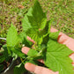 Raspberry Plant