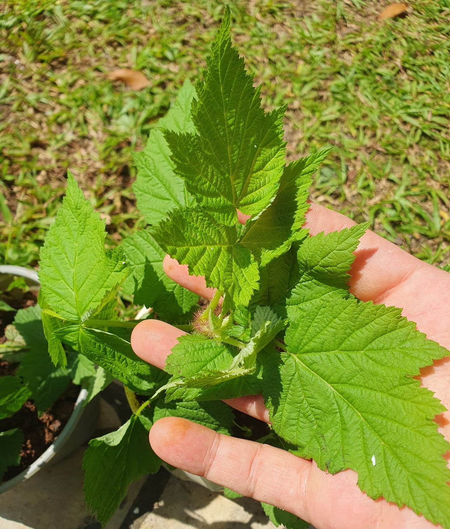 Raspberry Plant