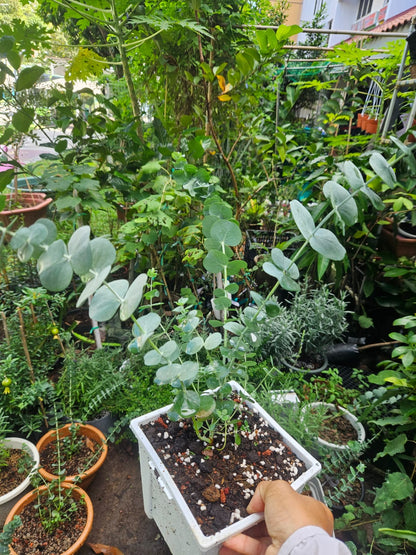 Baby Blue Eucalyptus Plants