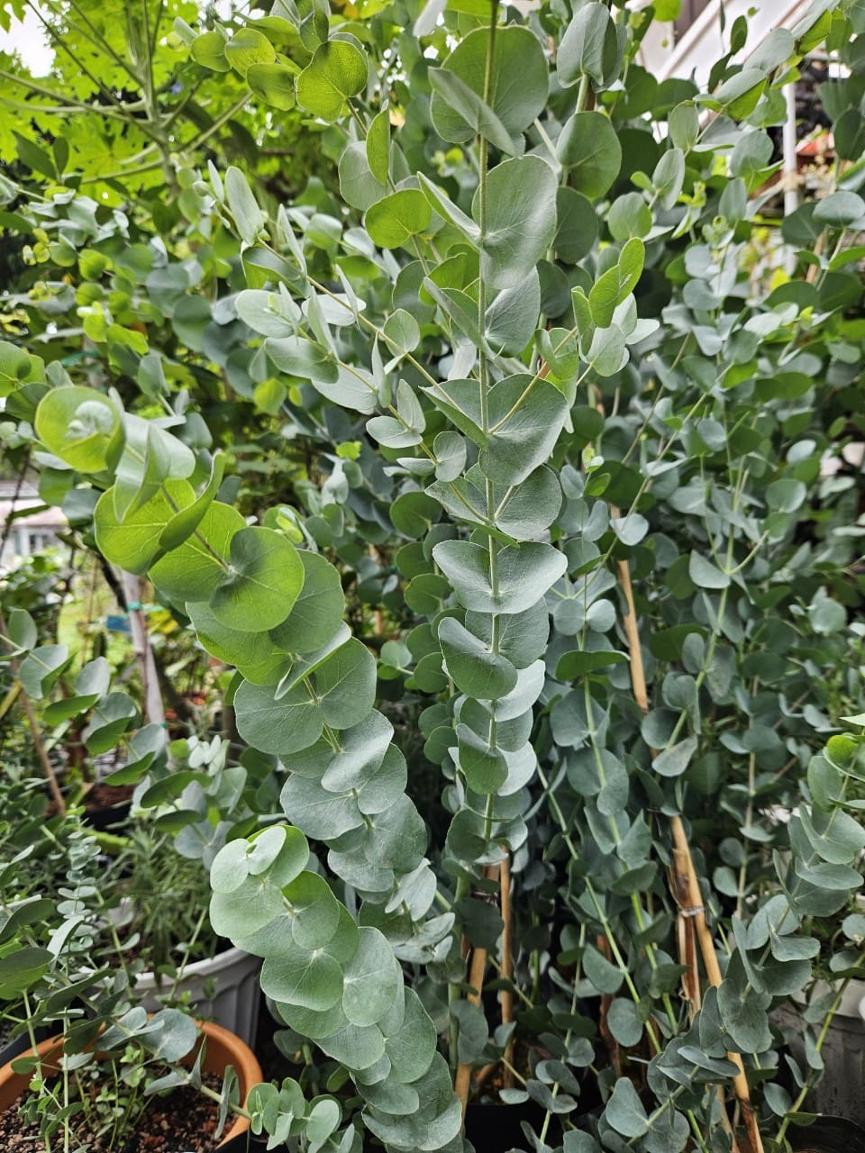 Silver Dollar Eucalyptus