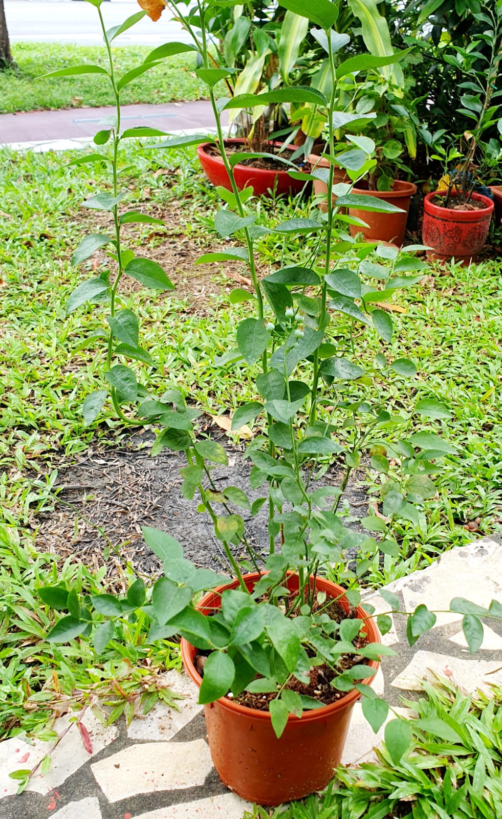 Blueberry Plant