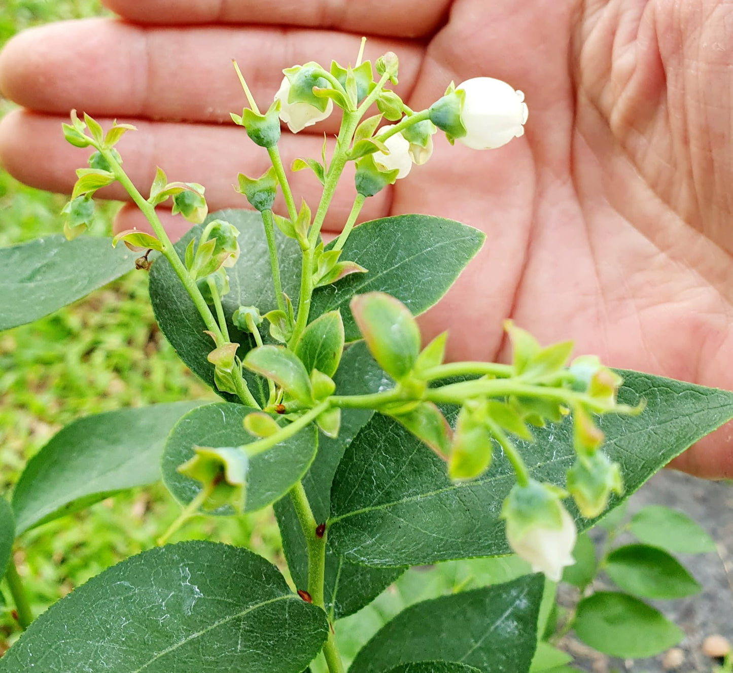 Blueberry Plant