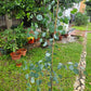 Japan Eucalyptus