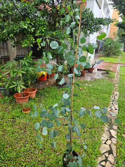 Japan Eucalyptus