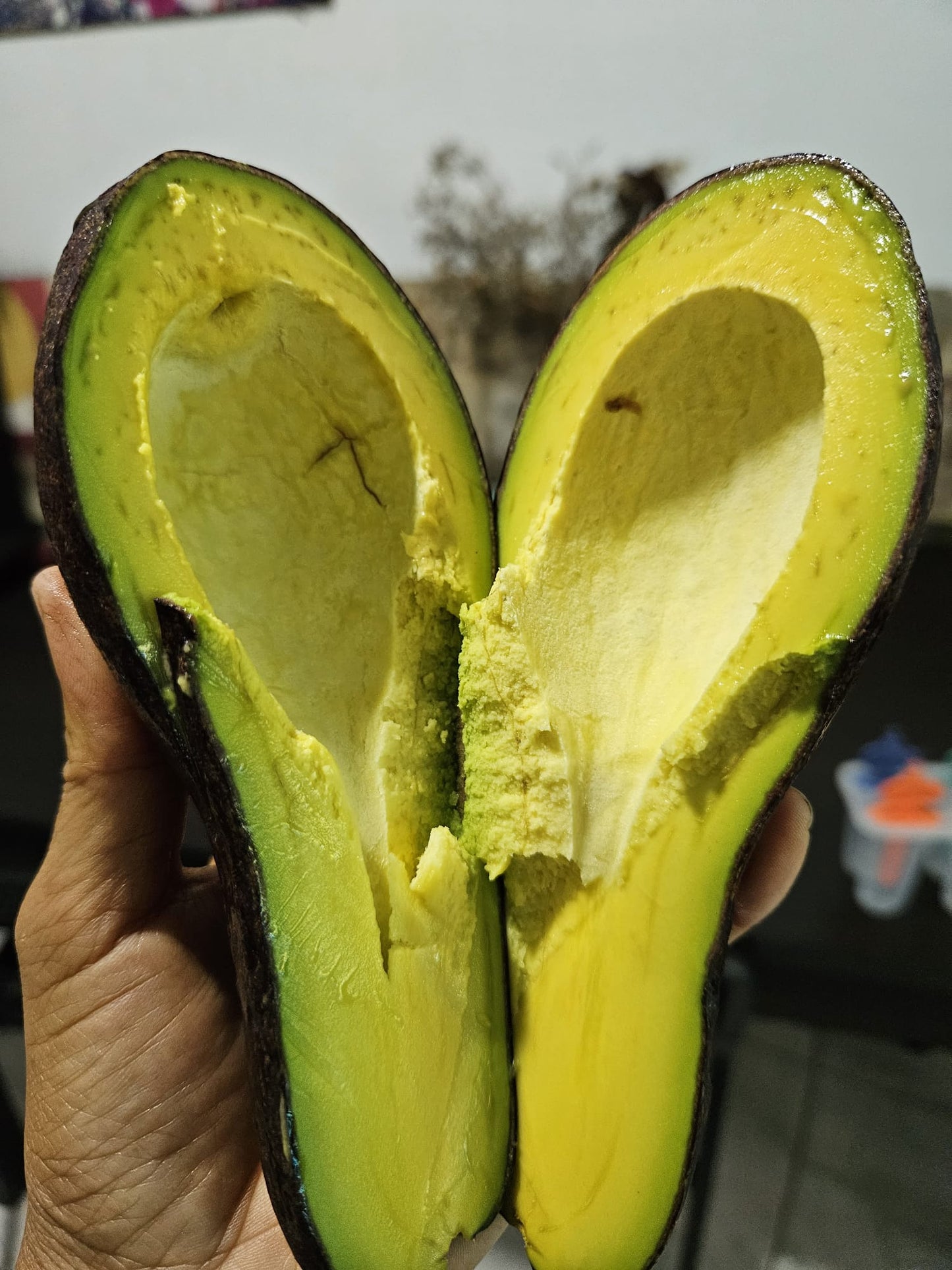 VN Long Creamy Avocado Plant