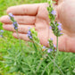 English Lavender