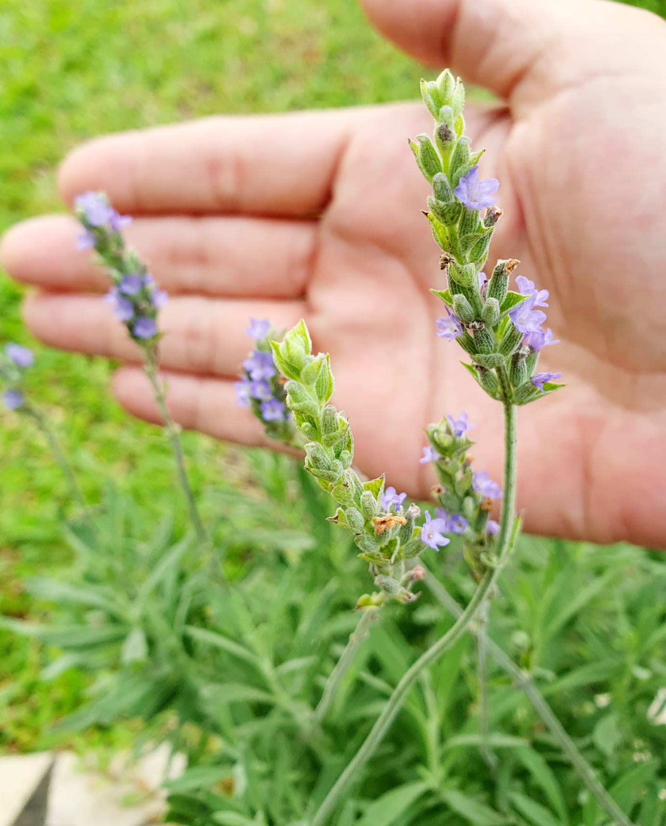 English Lavender