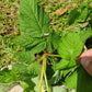 Raspberry Plant