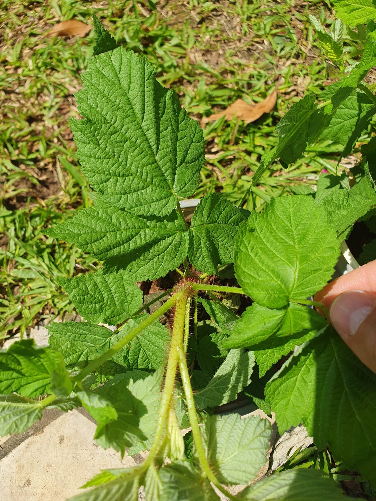 Raspberry Plant