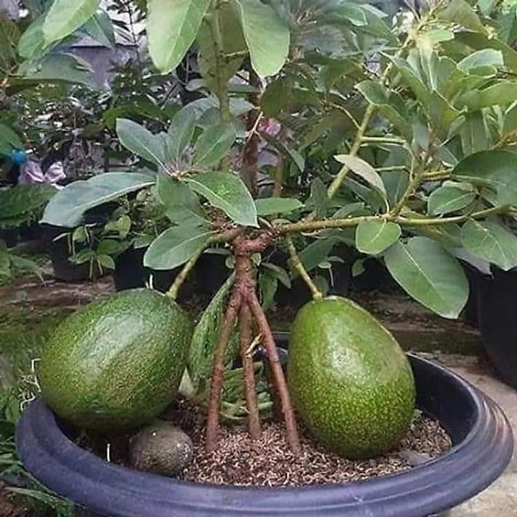 VN Long Creamy Avocado Plant