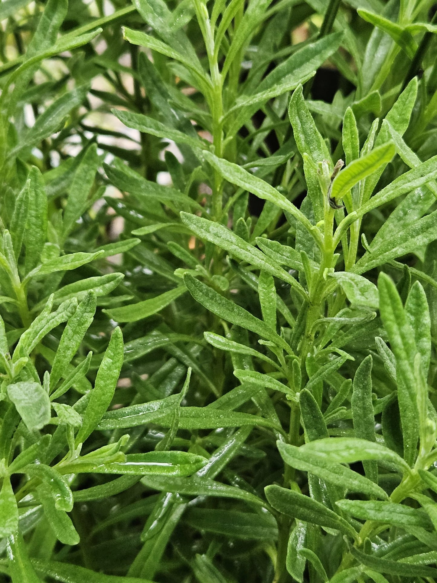 English Lavender