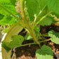 Raspberry Plant