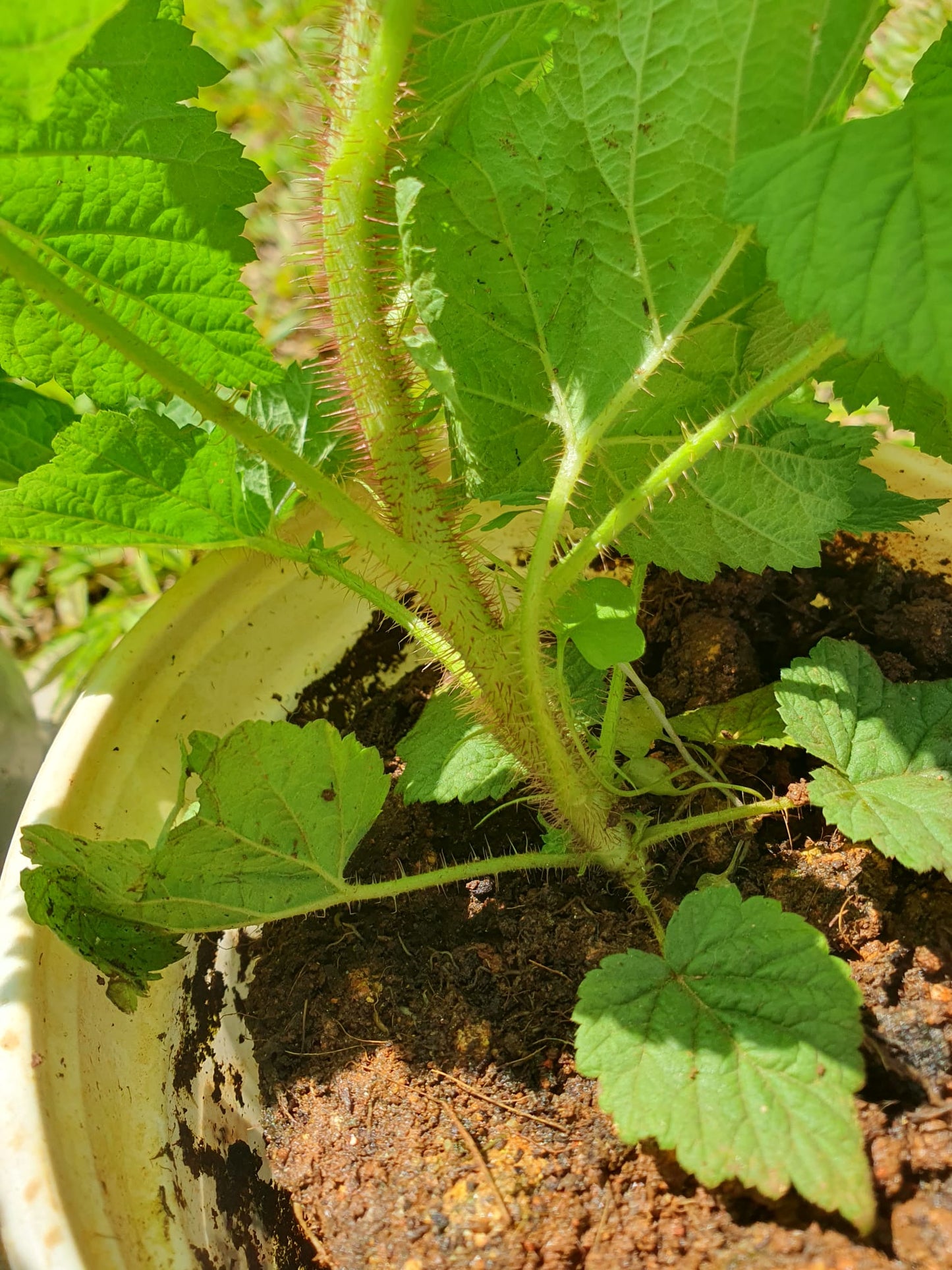 Raspberry Plant