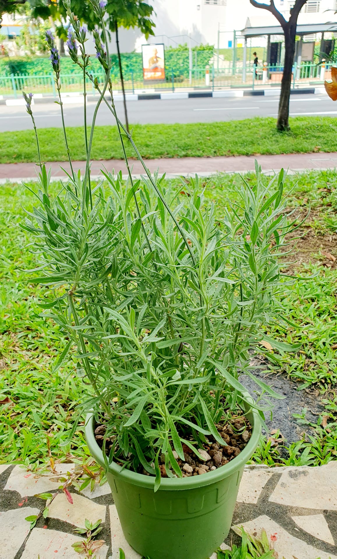 English Lavender