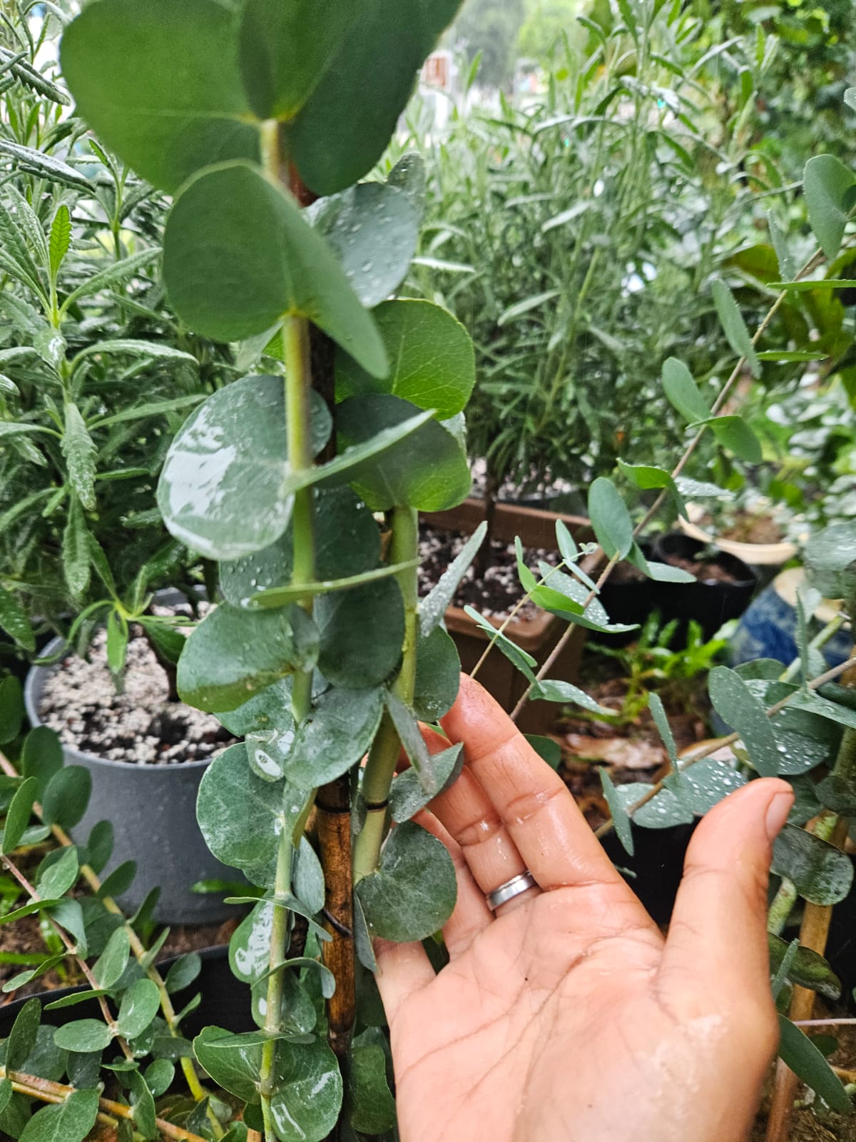 Silver Dollar Eucalyptus