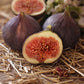 Fig