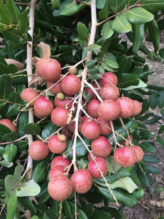Purple Big Longan