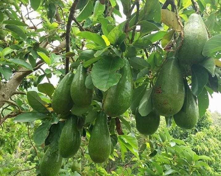 Creamy Avocado (Pear Shape)