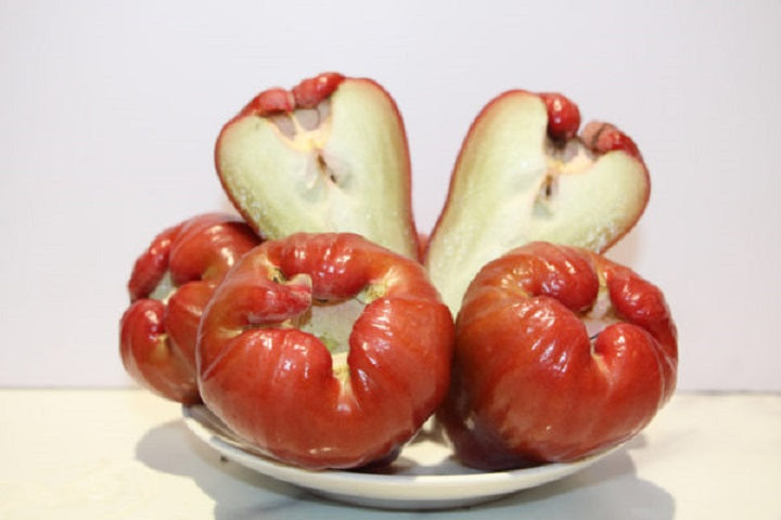 Red Jambu