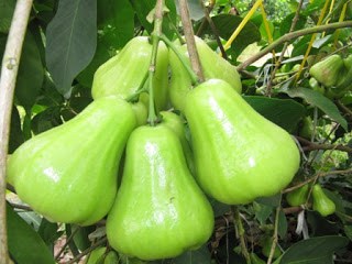 Green Jambu Grafted