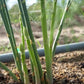 Asparagus Seedlings
