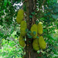 Malaysian Long Jack Fruit