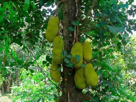 Malaysian Long Jack Fruit