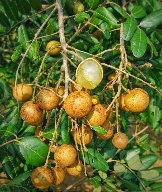 Grafted Longan Tree