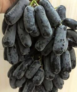 Elongated Seedless Grape Grafted Plant (Black Sapphire)
